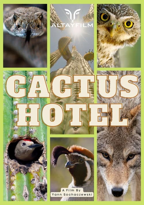 Cactus Hotel poster