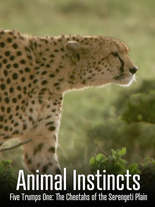 Animal Instincts: Five Trumps One: The Cheetahs of the Serengeti Plain