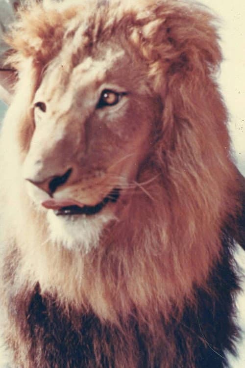 Zamba profile photo