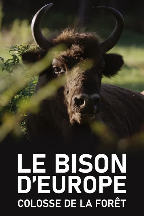 Le Bison d'Europe, colosse de la forêt poster