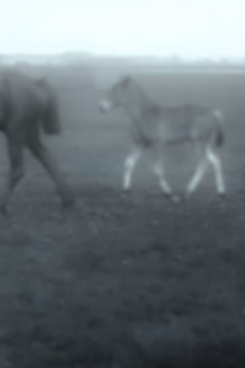 Horses poster