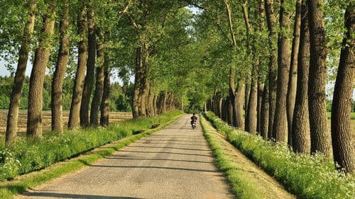 Aleje jako součást naší krajiny poster