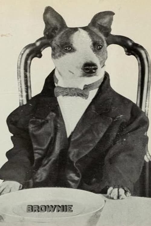 Brownie the Wonder Dog profile photo