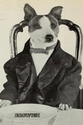 Brownie the Wonder Dog profile photo