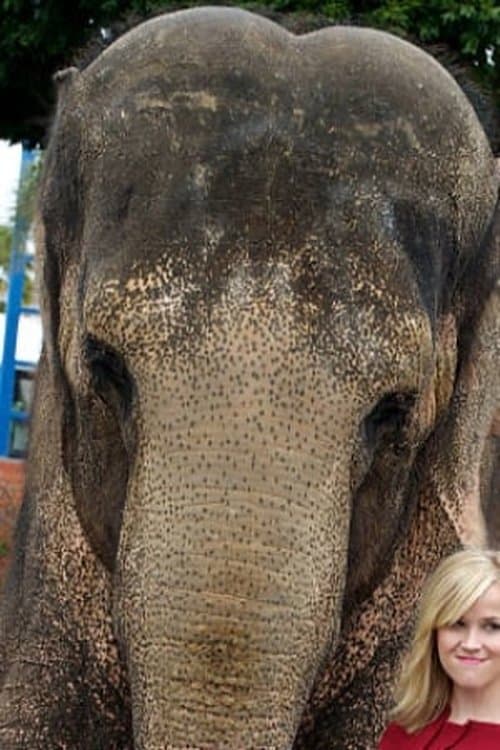 Tai the Elephant profile photo