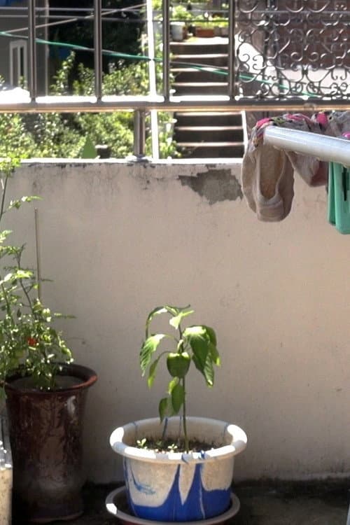 Who Does the Chores?​