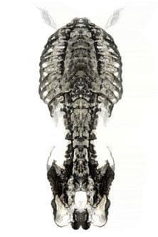 Caverne (positive version) poster