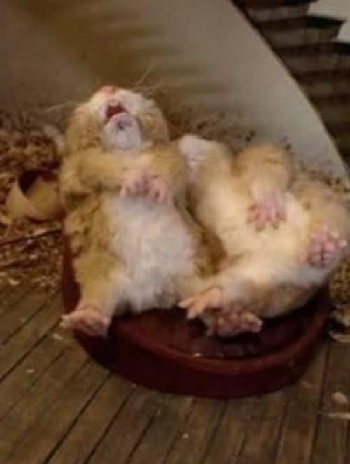 Fat Hamster poster