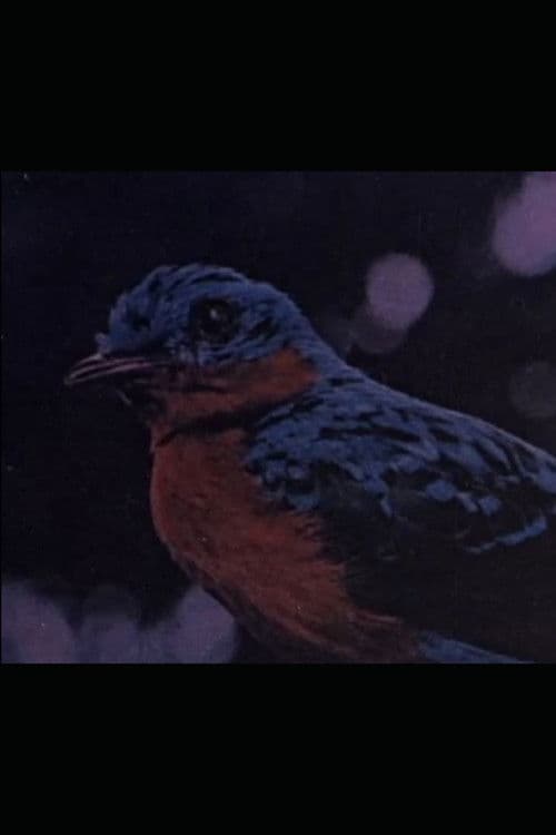 Retrato de Villa-Lobos poster