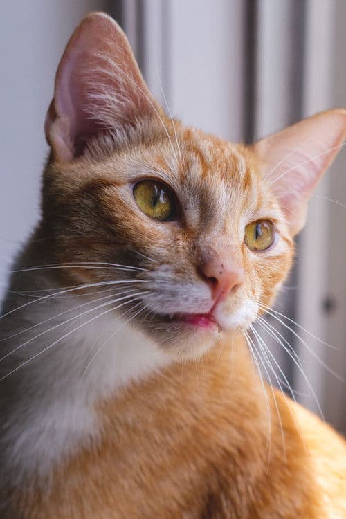 Major the Cat profile photo