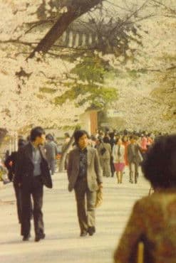 Azaleas Of My Hometown poster