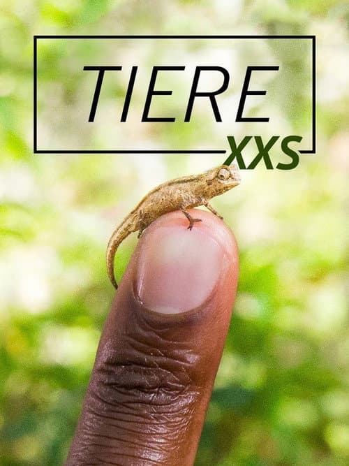 Super Small Animals poster