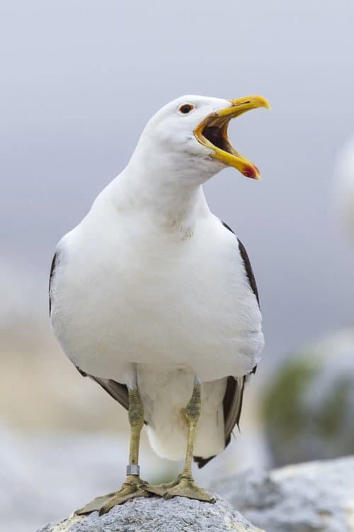 Sully Seagull profile photo