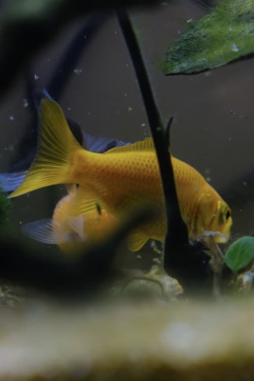 Omero profile photo