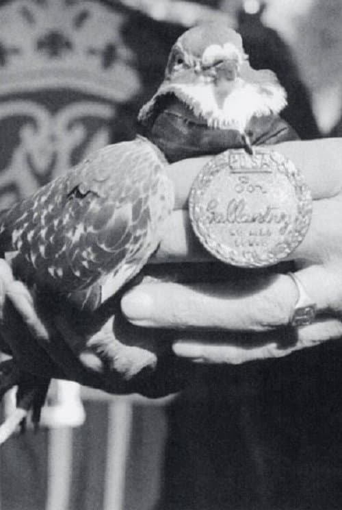 War Pigeon poster
