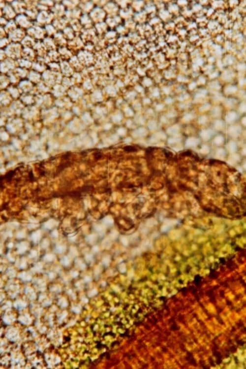 Tardigrada poster