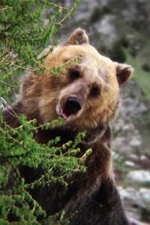 Bozo the Bear profile photo