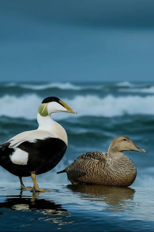 The Cry of the Eider poster