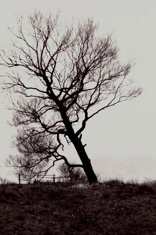 The Harrowed Coast poster