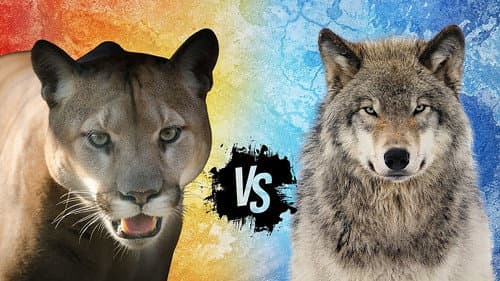 Cougar v. Wolf poster