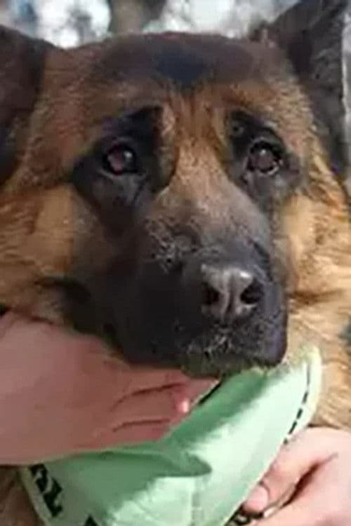 Zhaklin profile photo