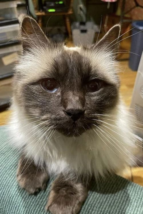 Timmy the Cat profile photo