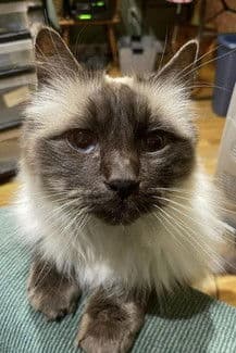 Timmy the Cat profile photo