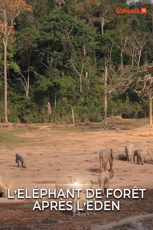 L' éléphant de forêt après l'éden poster