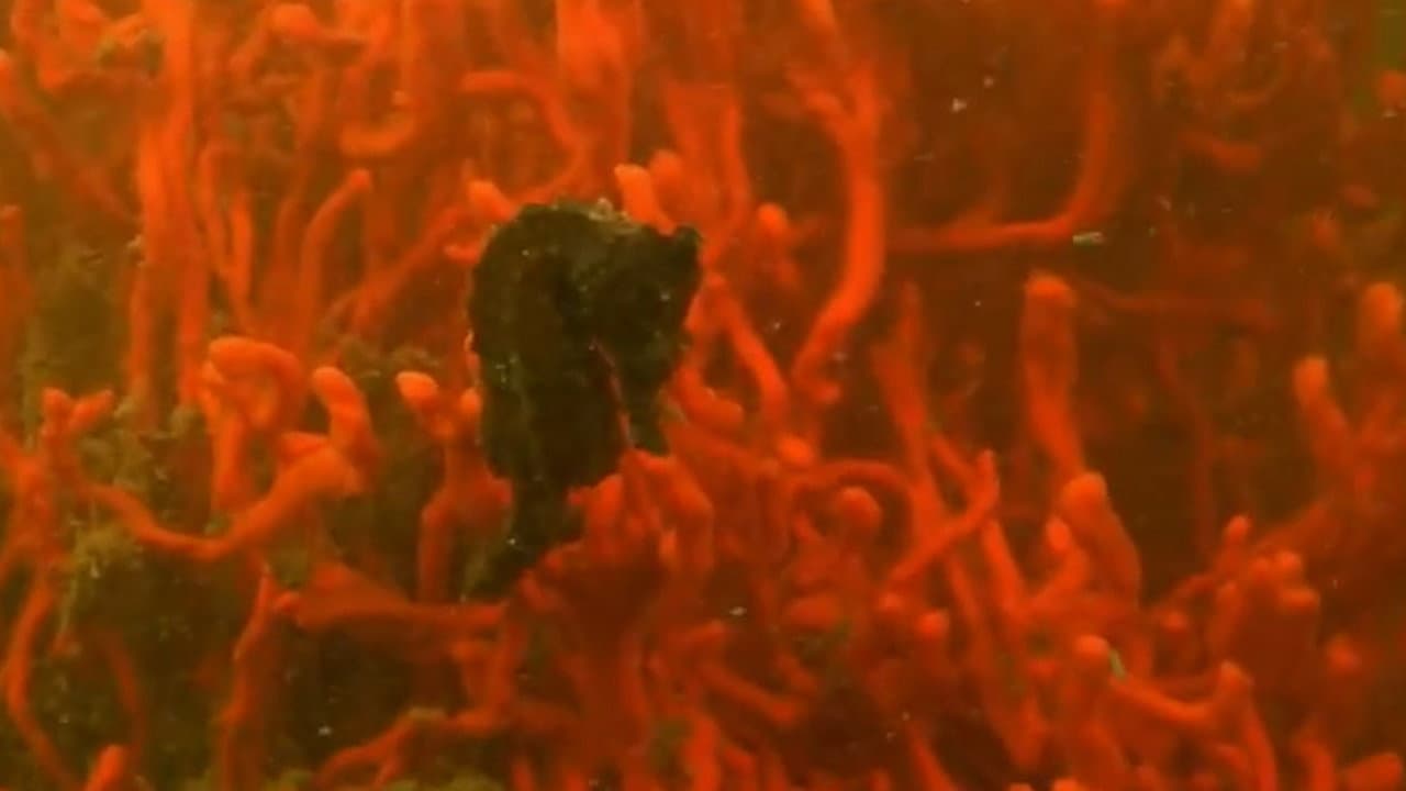 Secrets of the Chesapeake