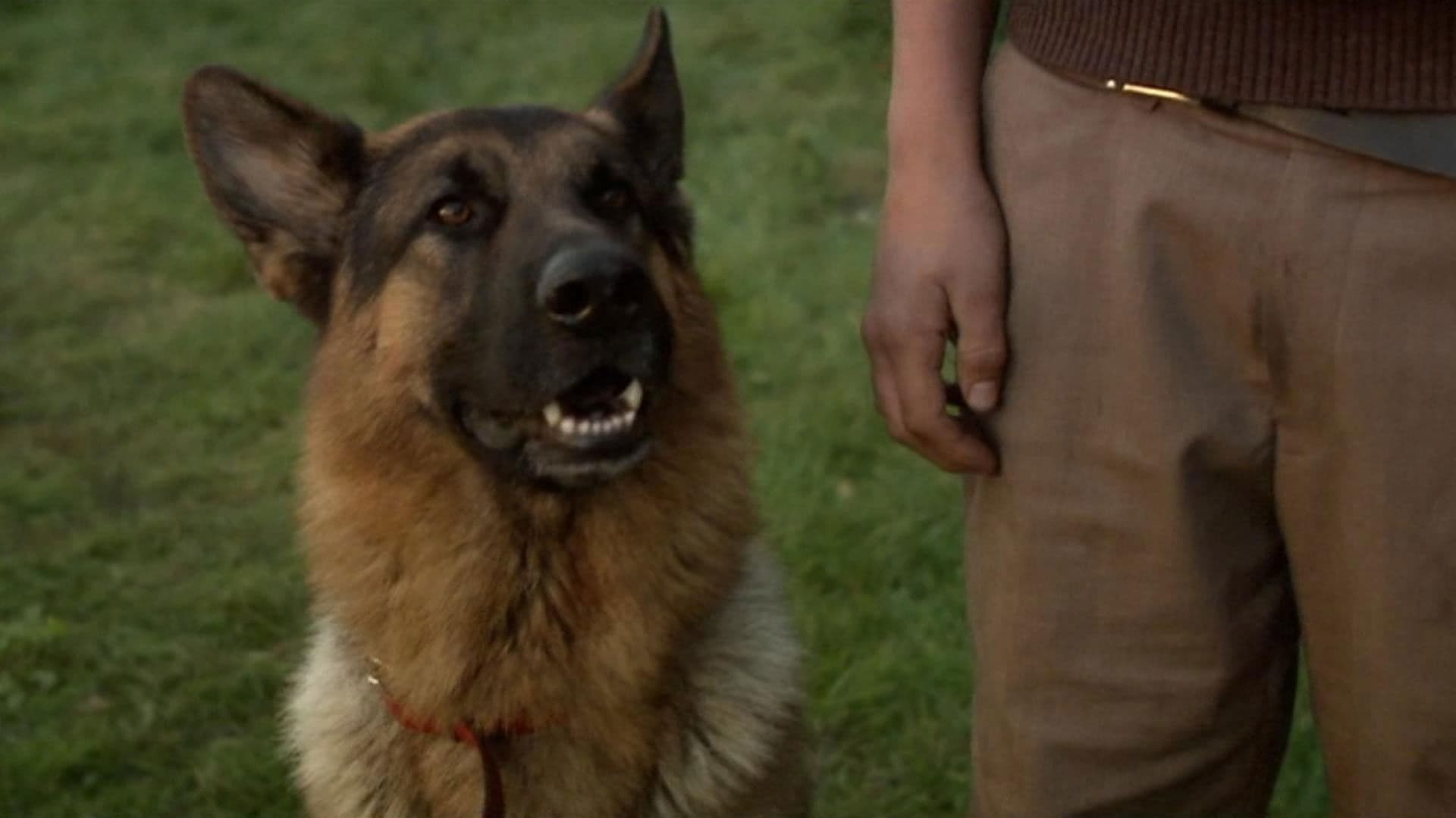 Snuf de Hond Collectie