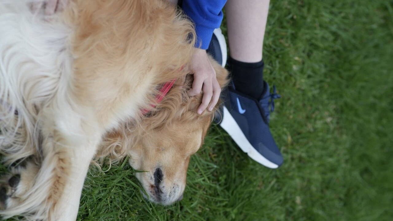 A Boy and His Dog
