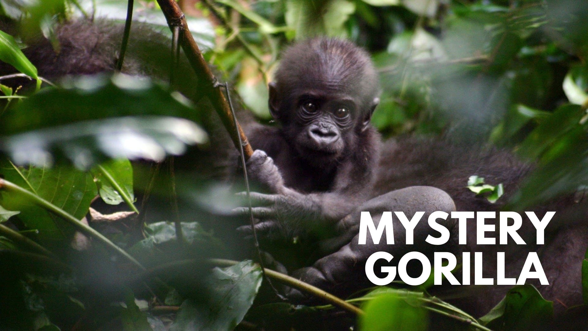 De mystiske gorillaer