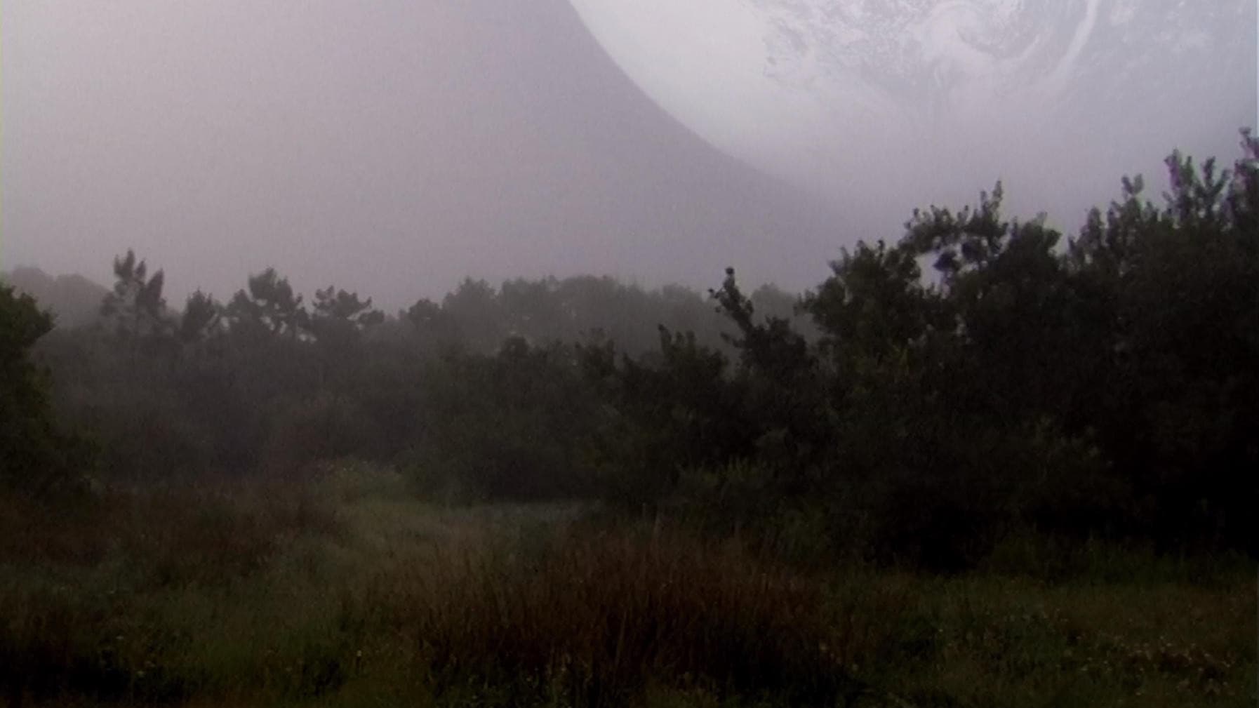The Outer Space Forest