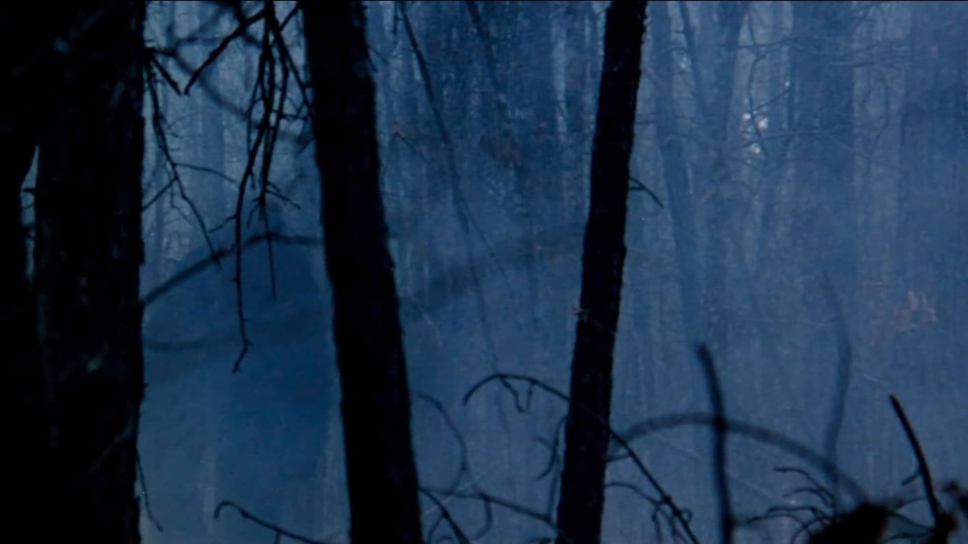 Boggy Creek Collection