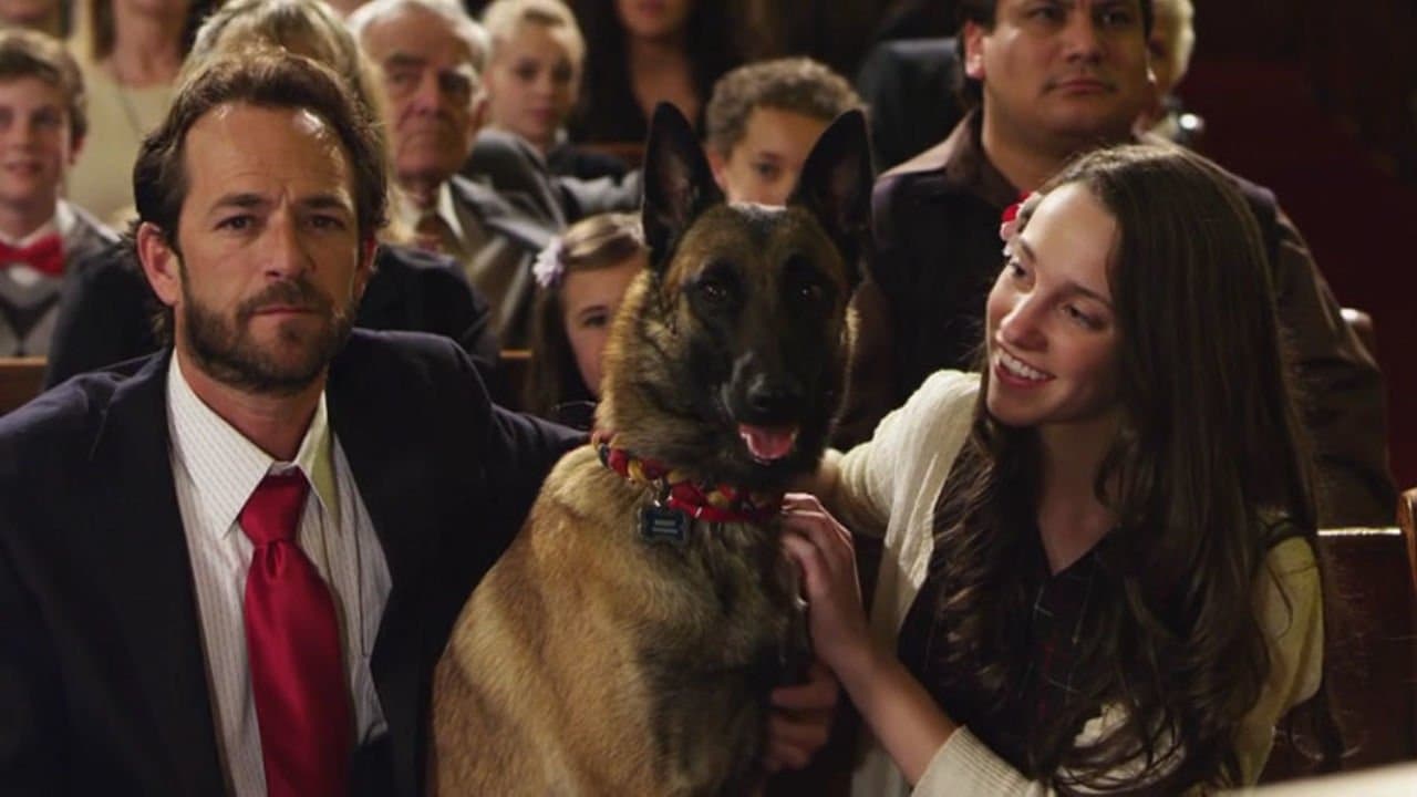 K-9 Adventures Collection