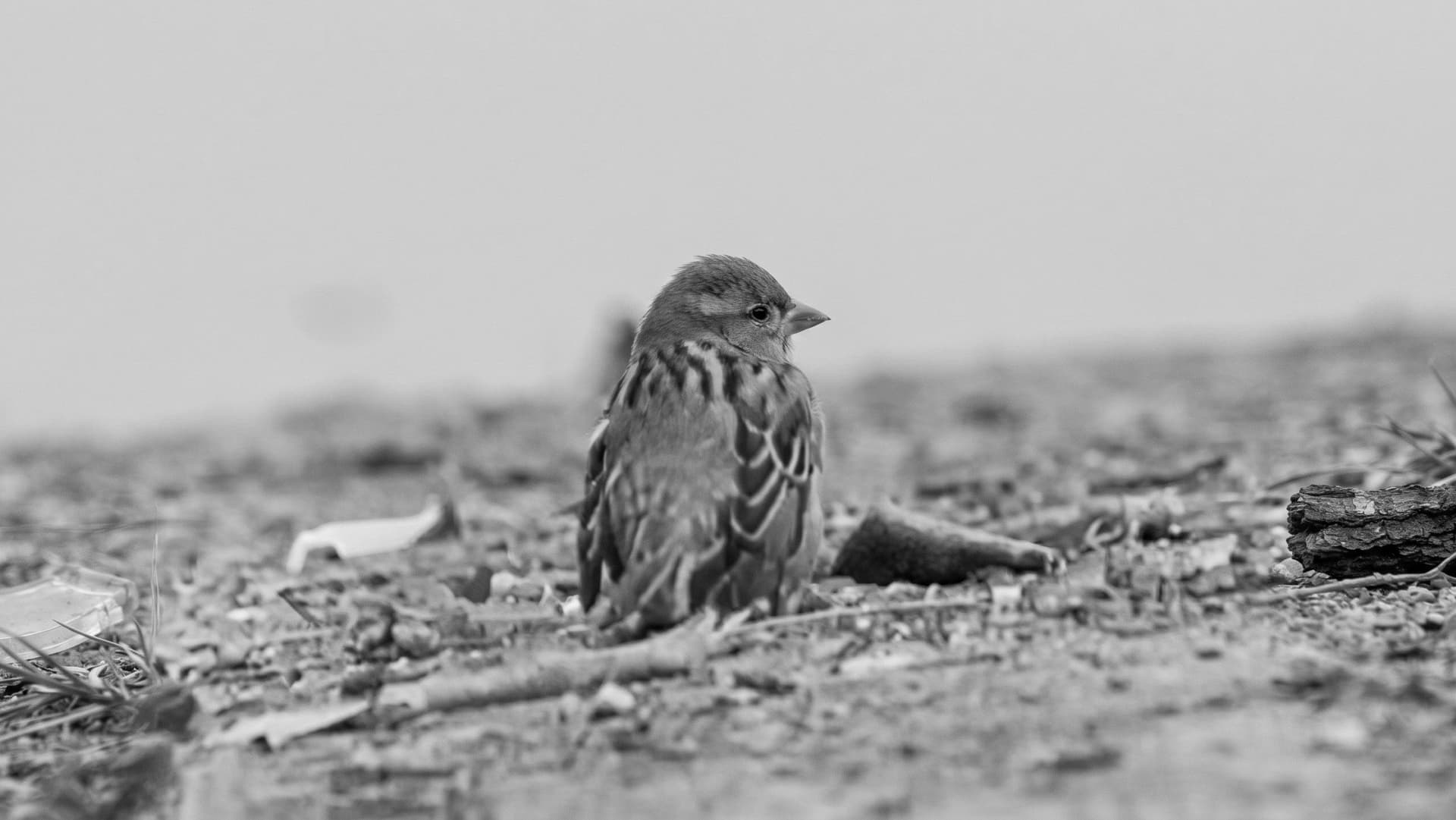 Who is killing the sparrows?