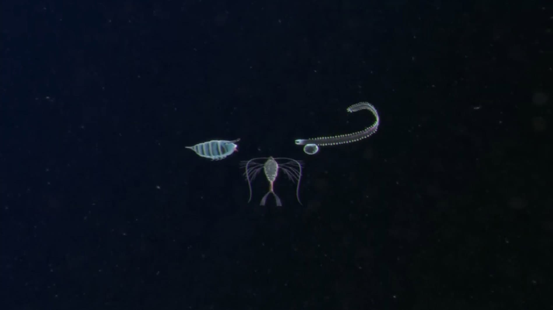 Plankton