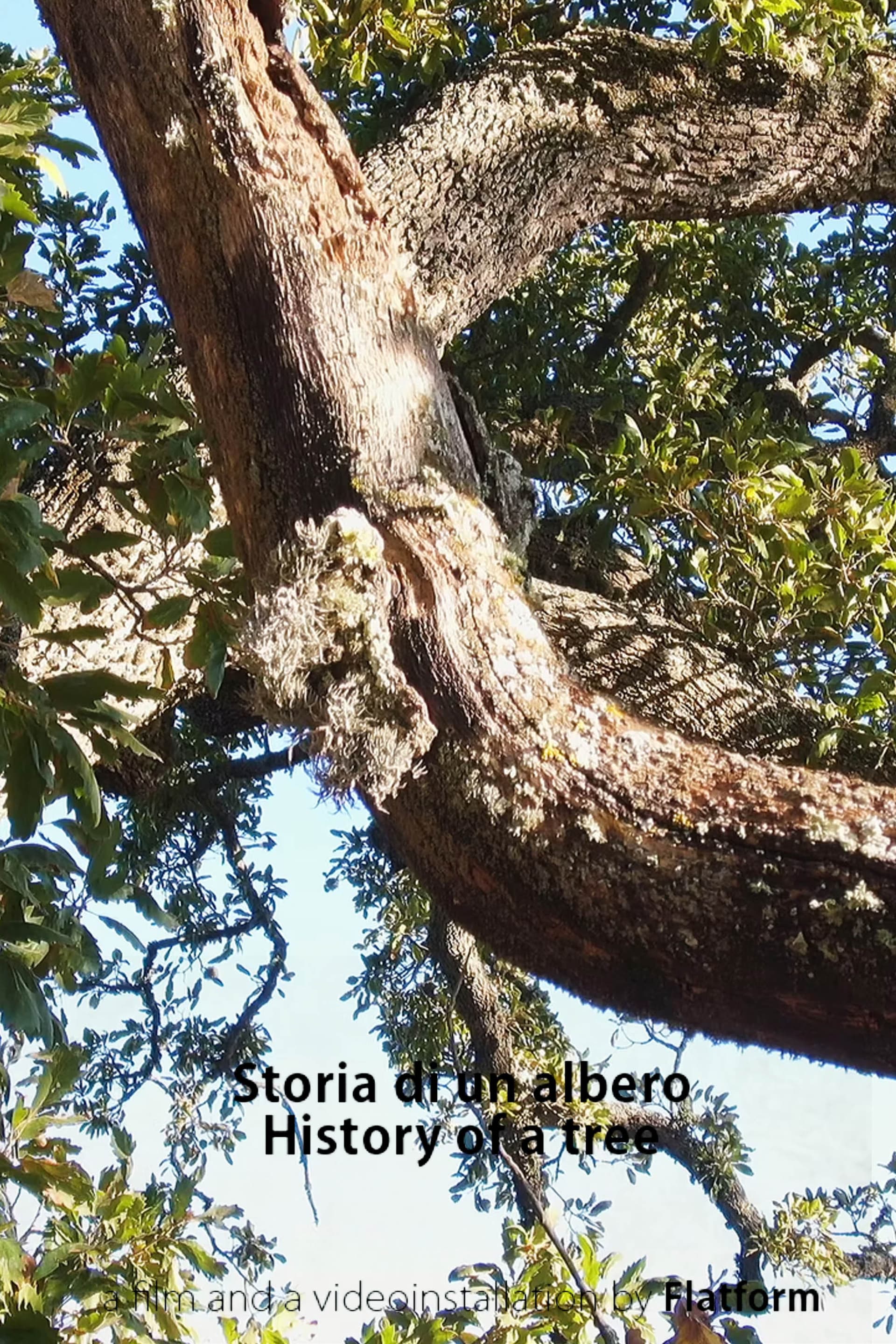 History of a Tree