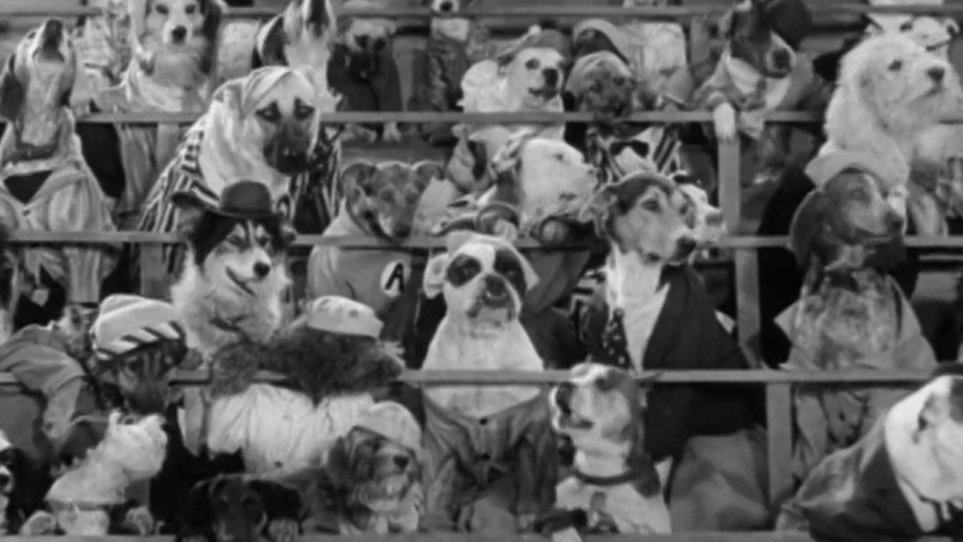 Dogville Shorts Collection