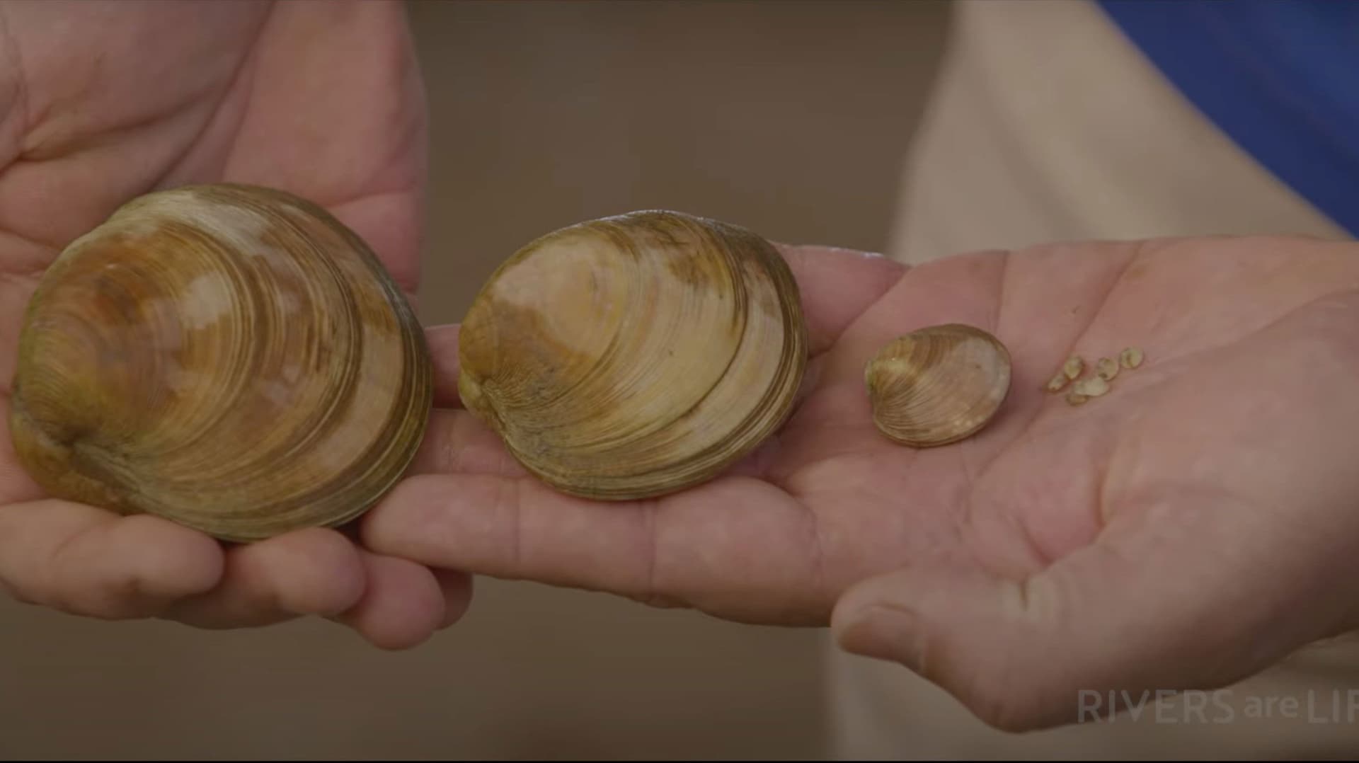 The Captain & The Super Clams