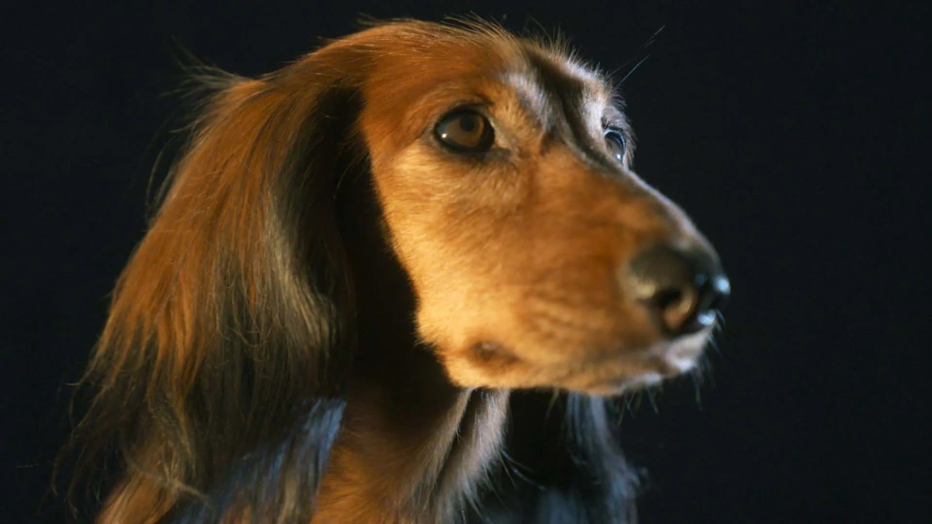 The Dachshund