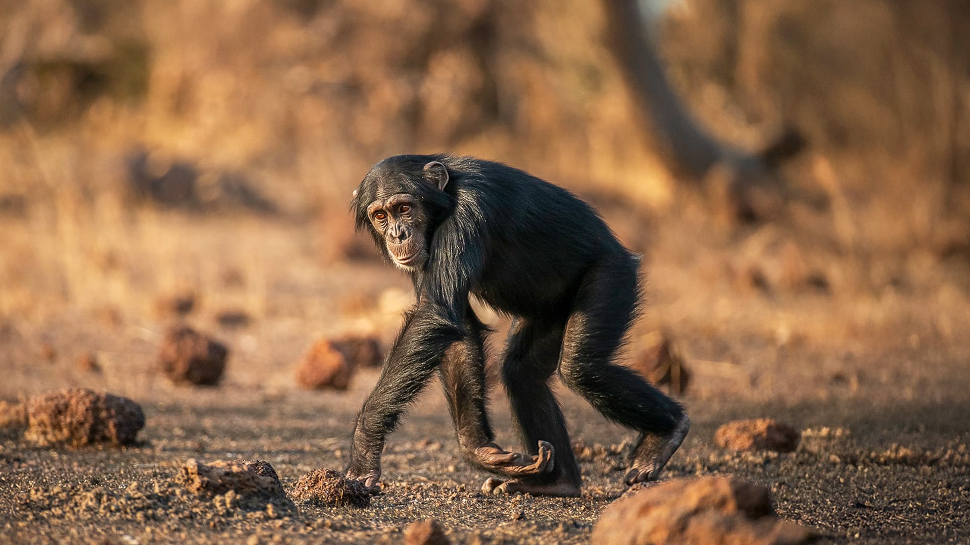 Humanlike - The Chimps of Fongoli