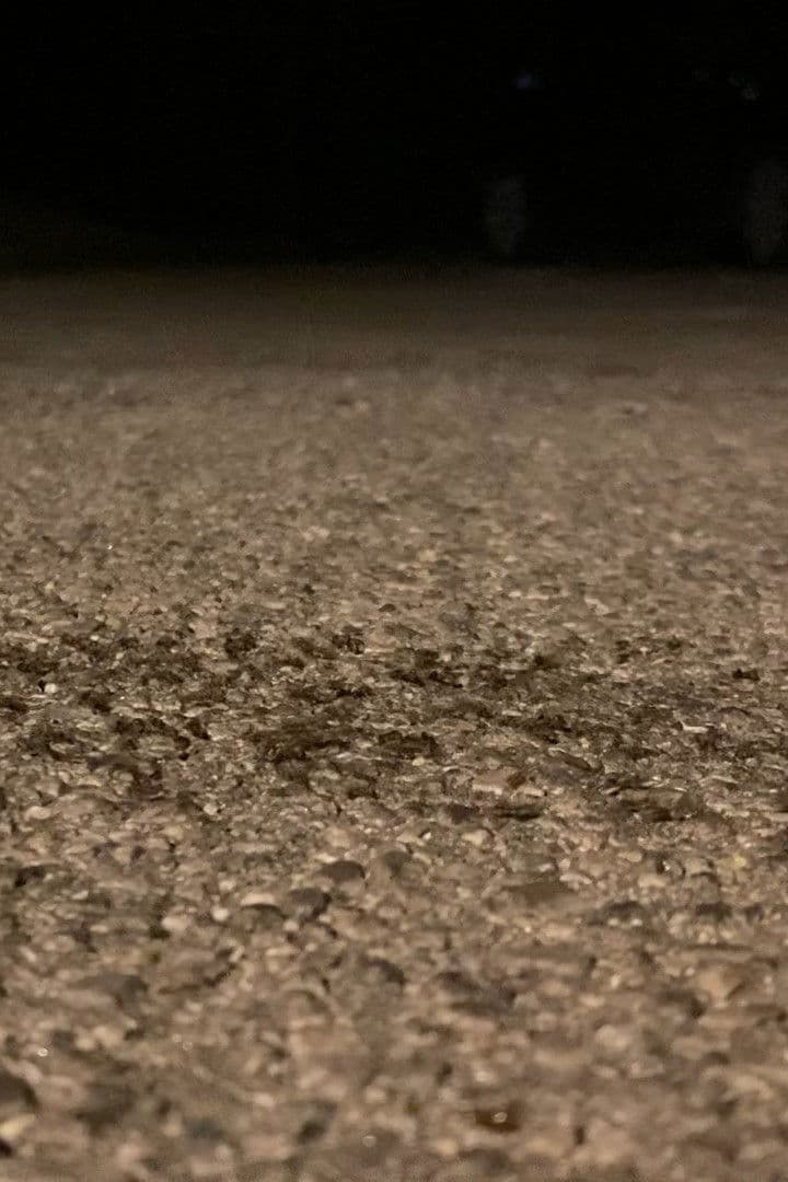 Snails Steadily Stroll the Street 2: Diligent Dirt-Dwellers Dash (Snails Steadily Stroll Lenin Nightcore Remix)