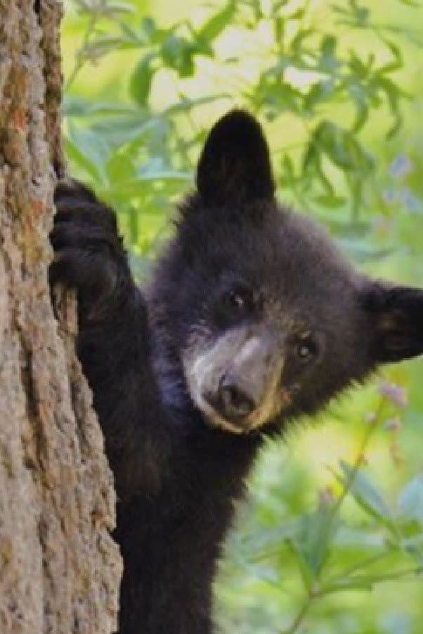 Bears of Sequoia