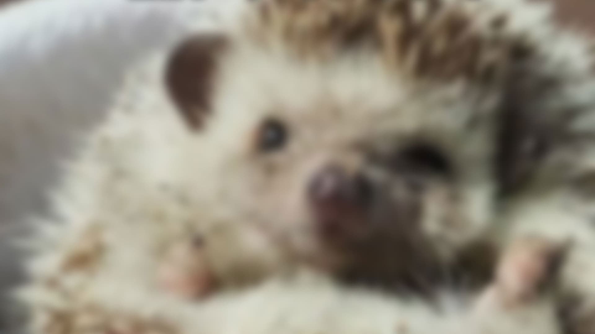 Hedgehog
